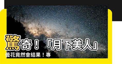 曇花會結果嗎|曇花知識小百科：別再讓美好時刻像曇花一現！...